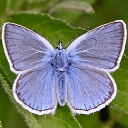 Polyommatus amandus